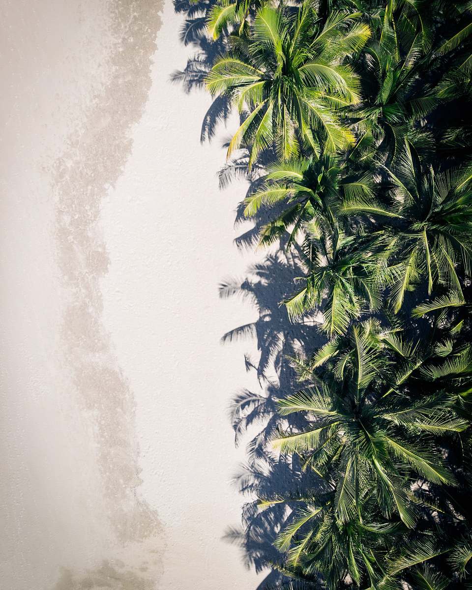 christmas tree coconut palm trees tree